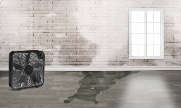 Best Water damage restoration mold remediation  in New Burlington, OH